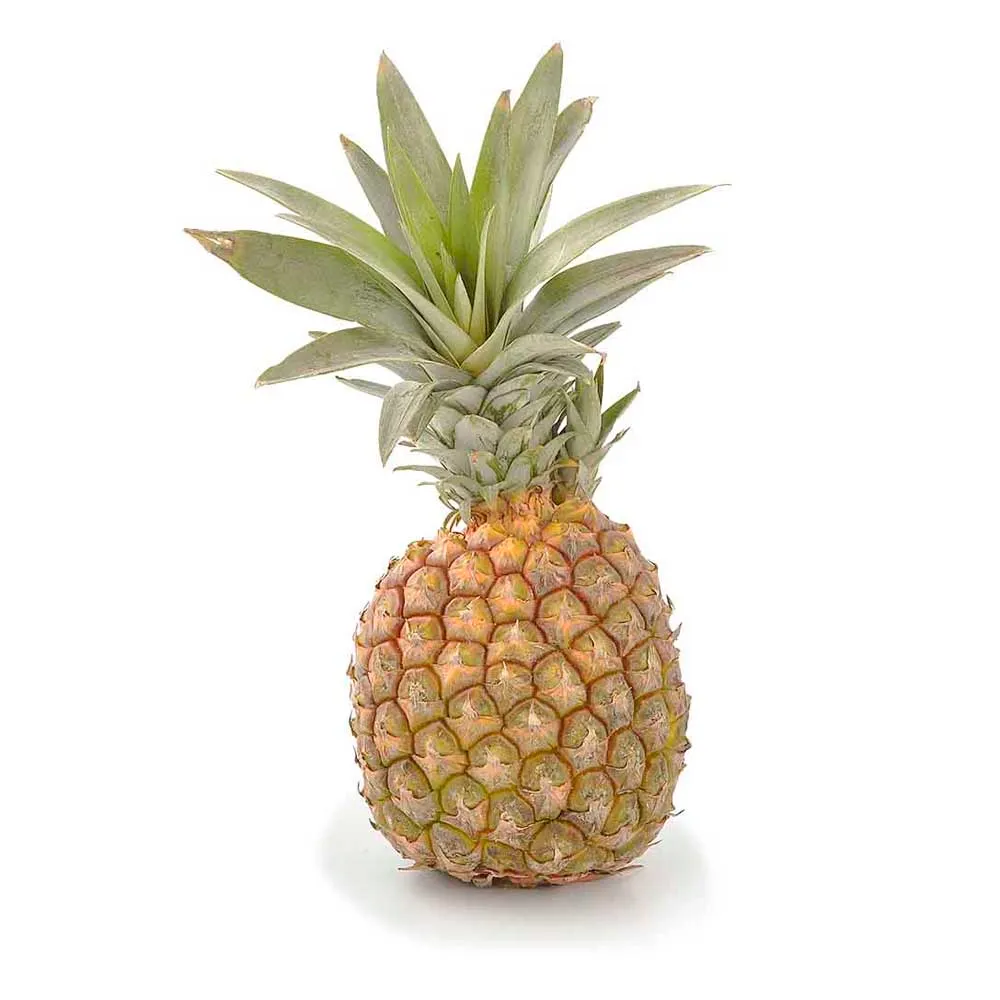 imagen de la Piña Perolera